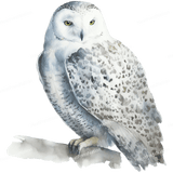 White Owl Side Design