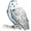White Owl Side Design