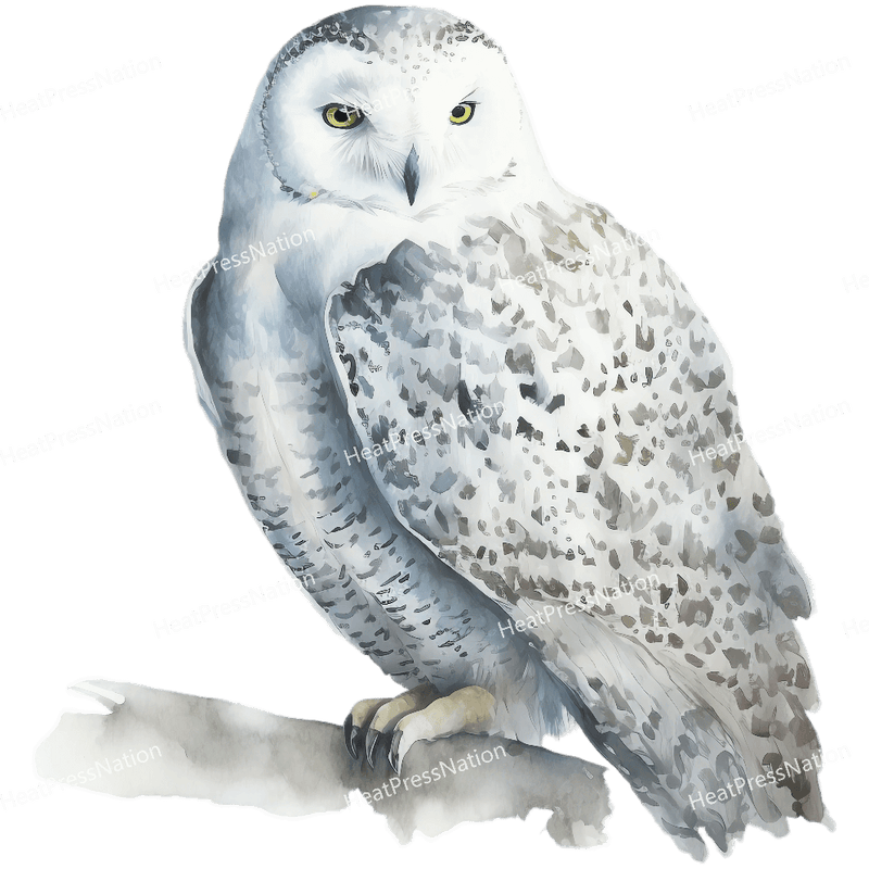 White Owl Side Design