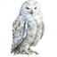 White Owl Front Design