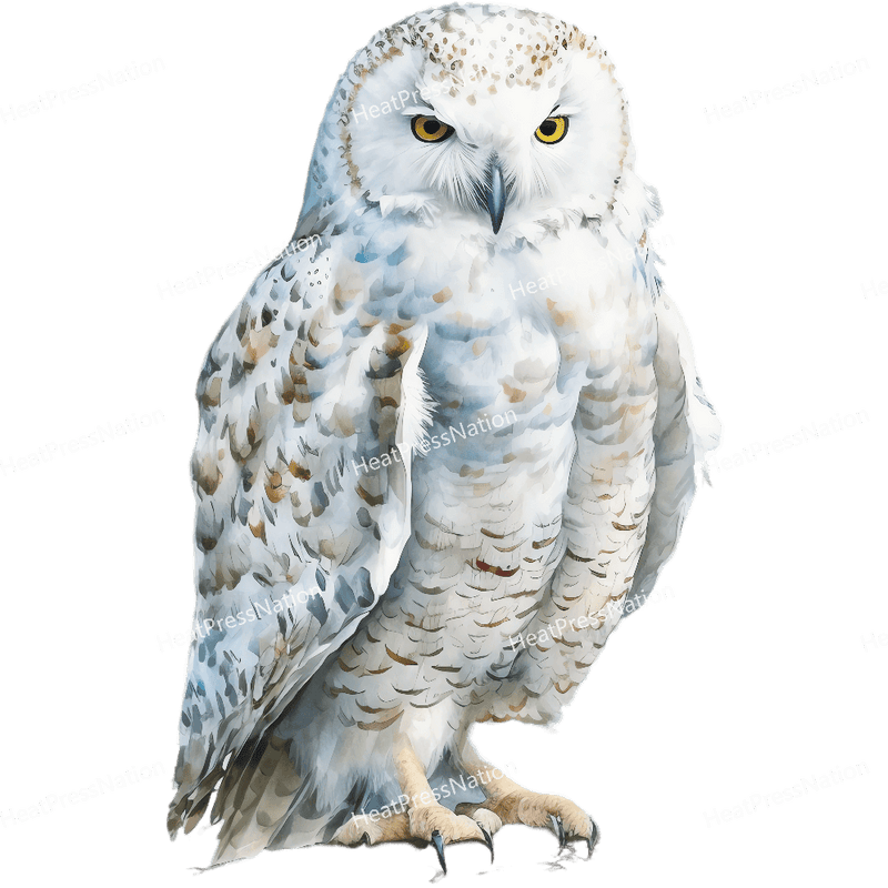 White Owl Front Design