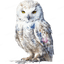 Snow Owl Front Design
